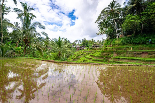 Panoramautsikt Över Risterrassen Bali Indonesien — Stockfoto