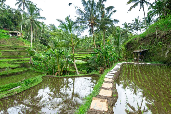 Panoramatický Výhled Rýžové Terasy Bali Indonésie — Stock fotografie