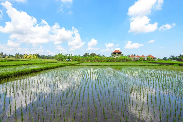 stock image panoramic view of rice terrace field in bali, indonesia