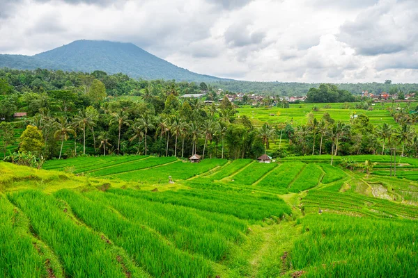 Vista Panorâmica Campo Terraço Arroz Bali Indonésia — Fotografia de Stock