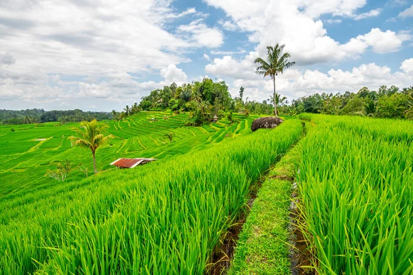 stock image panoramic view of rice terrace field in bali, indonesia