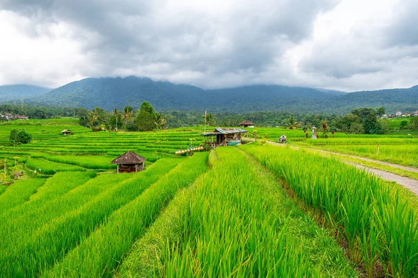 Панорамный Вид Рисовую Террасу Бали Индонезия — стоковое фото