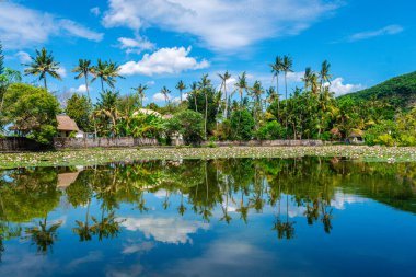 Göletteki nilüfer bahçesi manzarası