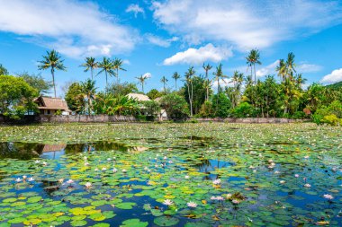 Göletteki nilüfer bahçesi manzarası
