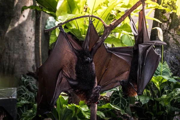 portrait of bat hanging from a tree
