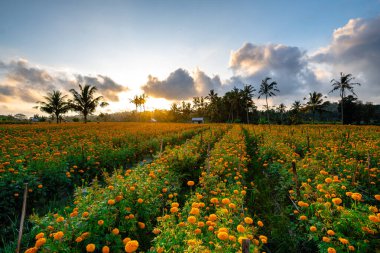 Bali, Endonezya 'daki takvim alanı görüşü