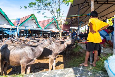 Rantepao, Endonezya. 10 Nisan 2023: Bufalolar rantepao pazarında satılmaya başlandı.
