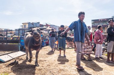 Rantepao, Endonezya. 10 Nisan 2023: Bufalolar rantepao pazarında satılmaya başlandı.