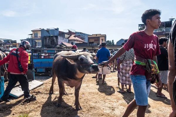 stock image rantepao, indonesia. 10th april, 2023: buffalos are exposed to sell in the market of rantepao