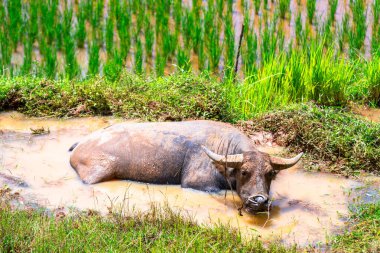 Bufalolar, rantepao ve Endonezya 'da çok takdir edilir.