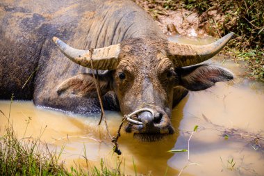 Bufalolar, rantepao ve Endonezya 'da çok takdir edilir.