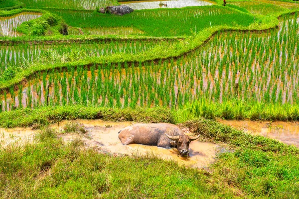 Büffel Werden Sehr Geschätzt Rantepao Indonesien — Stockfoto