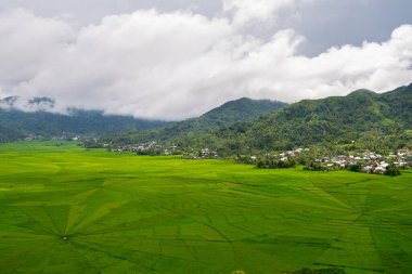 Bali, Endonezya 'daki pirinç tarlası manzarası