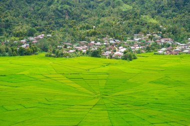 Bali, Endonezya 'daki pirinç tarlası manzarası