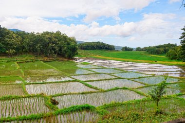 Bali, Endonezya 'daki pirinç tarlası manzarası