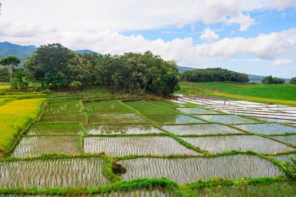 Panoramic View Rice Terrace Field Bali Indonesia — Stock Photo, Image