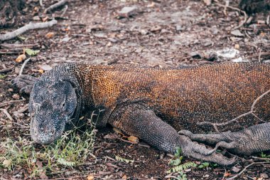 Endonezya, Rinca Adası 'ndaki Komodo Ejderhası portresi
