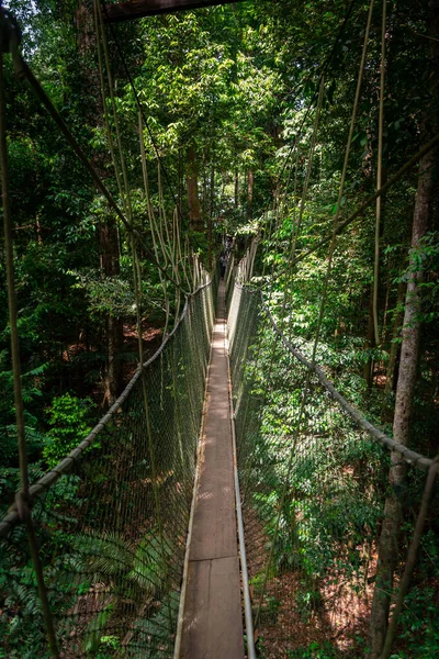 Allée Canopée Parc National Taman Negara — Photo