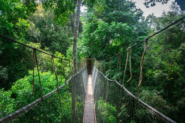 Chodnik Baldachimowy Parku Narodowym Taman Negara — Zdjęcie stockowe