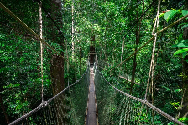 Chodnik Baldachimowy Parku Narodowym Taman Negara — Zdjęcie stockowe