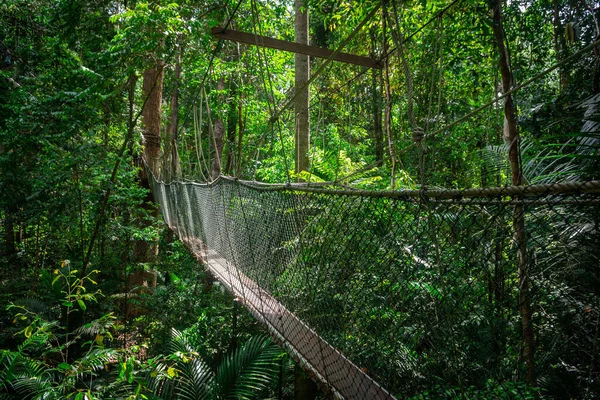 Baldakin Gangbro Taman Negara Nationalpark - Stock-foto