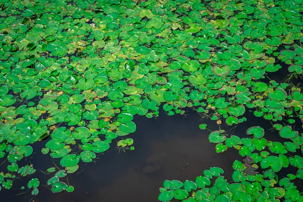 Close View Lotus Leaf Pond — Stock Photo, Image
