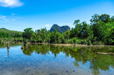 Krabi, Tayland 'daki mangrov bataklığı manzarası