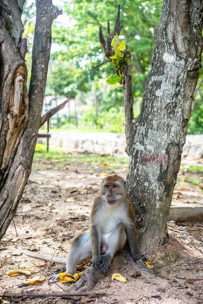 portrait of monkey resting at tree