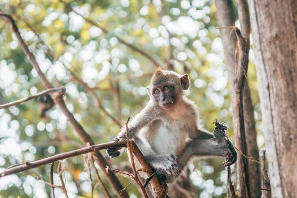Retrato Macaco Descansando Árvore — Fotografia de Stock