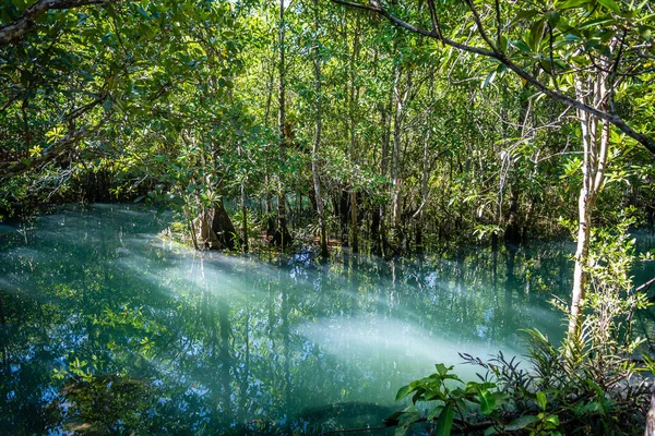 Vue Sur Les Mangroves Marécageuses Krabi Thailand — Photo