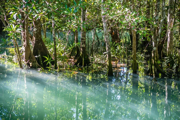 Udsigt Mangrove Sump Krabi Thailand - Stock-foto