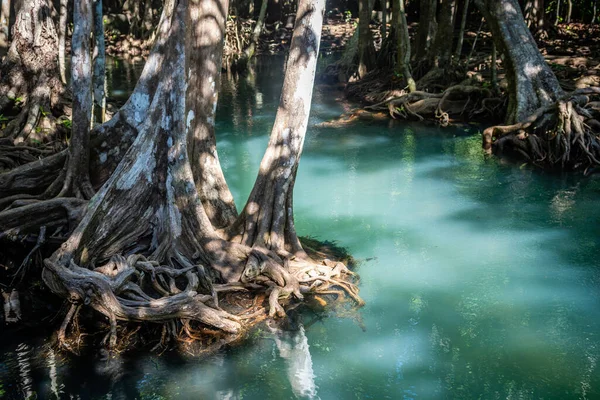Vue Sur Les Mangroves Marécageuses Krabi Thailand — Photo