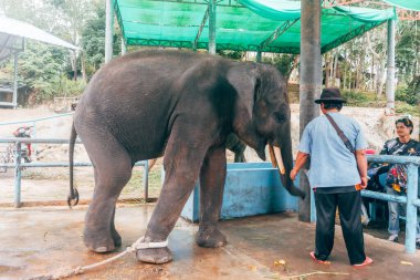Patong, Tayland. 20 Mayıs 2023: Mahkûm filinin portresi turistleri eğlendirirdi.