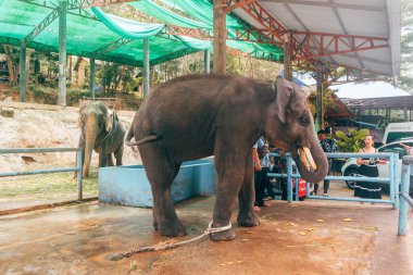 Patong, Tayland. 20 Mayıs 2023: Mahkûm filinin portresi turistleri eğlendirirdi.