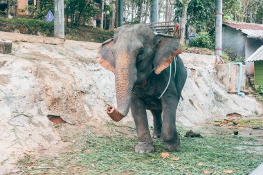 Patong, Tayland. 20 Mayıs 2023: Mahkûm filinin portresi turistleri eğlendirirdi.