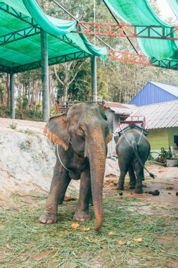 Patong, Tayland. 20 Mayıs 2023: Mahkûm filinin portresi turistleri eğlendirirdi.