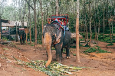 Patong, Tayland. 20 Mayıs 2023: Mahkûm filinin portresi turistleri eğlendirirdi.