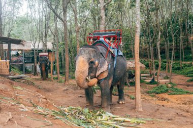 Patong, Tayland. 20 Mayıs 2023: Mahkûm filinin portresi turistleri eğlendirirdi.