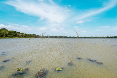 Kamboçya 'daki ormansız yağmur ormanlarının manzarası