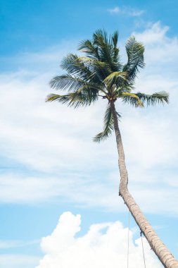 Arka planda mavi gökyüzü olan palmiye yaprakları