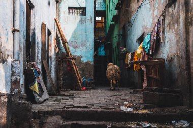 Varanasi, Hindistan. 30 Eylül 2023: Hindistan 'ın kutsal şehri Varanasi' nin sokak manzarası