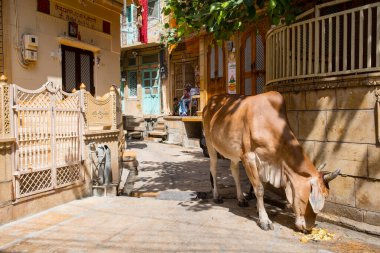 Jaisalmer, Hindistan. 18 Ekim 2023: Jaisalmer Altın Şehir, Hindistan