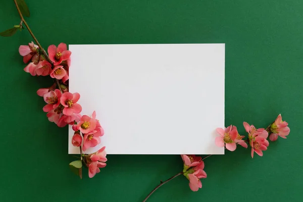 Mockup Blank White Card Blooming Branch Spring Flowers Dark Green — Stock Photo, Image