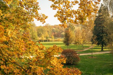 Sonbahar manzarası - altın ağaçlar, düşen yapraklar ve yeşil çayırlar. Güzel bir düşüş sezonu. 