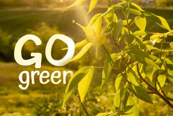 Go Green environmental protection - slogan on summer sunny background