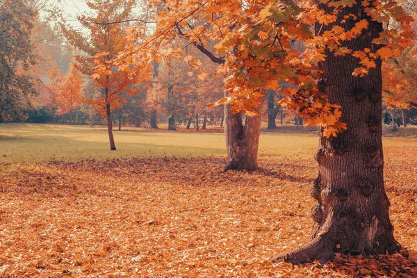 Autumn landscape - golden trees and falling leaves. Beautiful falling season.