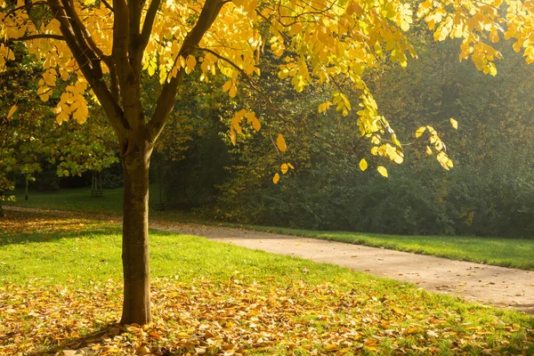 Autumn landscape - golden trees and falling leaves. Beautiful falling season.