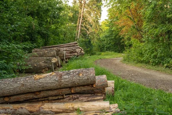 Wood logs piled up along a forest road - summer wooden landscape