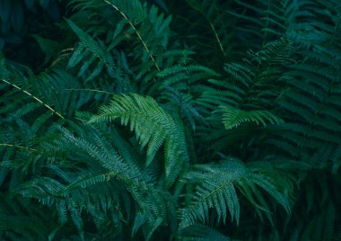 Ormanın derinliklerinde yeşil eğrelti otları. Taze yeşillik, doğal arka plan, alan derinliği...