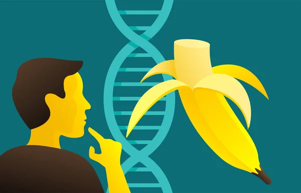 遺伝学の面白い事実 私たちはバナナと共有するヒト遺伝子の50 — ストックベクタ